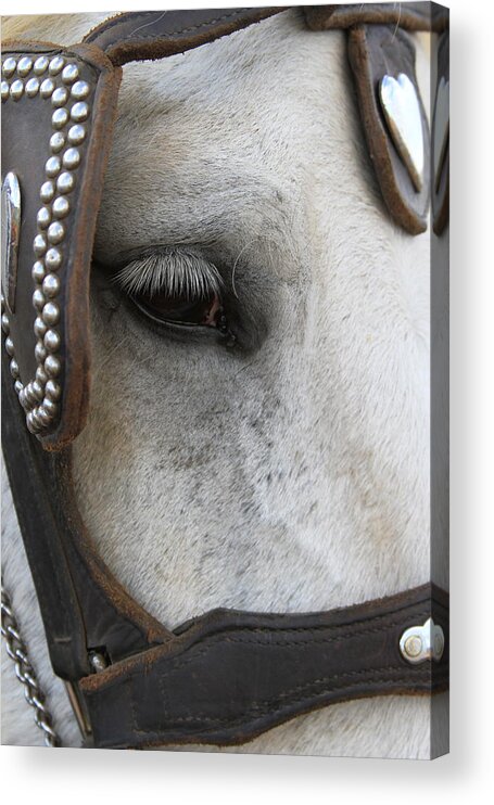 Horse Acrylic Print featuring the photograph Focused on Pulling by Laddie Halupa