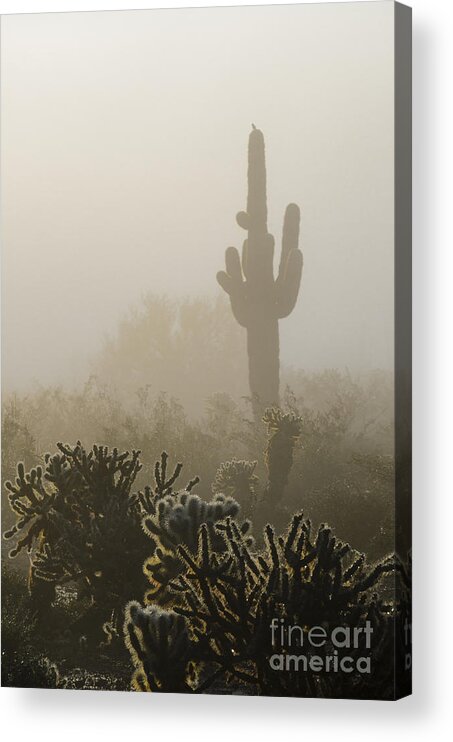 Fog Acrylic Print featuring the photograph Foggy Desert by Tamara Becker