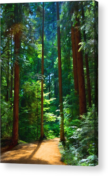 Tree Acrylic Print featuring the photograph Forest Heights by John Robichaud