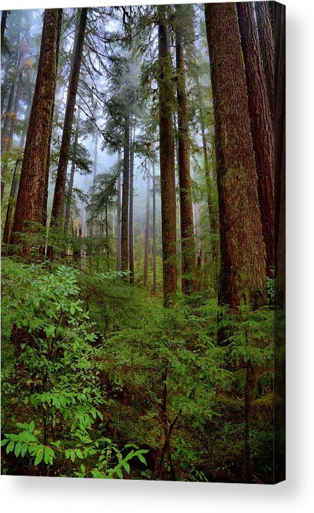  Olympic Acrylic Print featuring the photograph Forest Mist by David Andersen