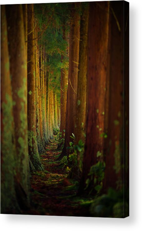 Wildlife Acrylic Print featuring the photograph Forest by Rui Caria
