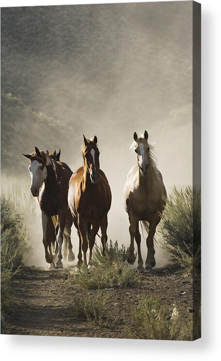 Feb0514 Acrylic Print featuring the photograph Four Horses Approaching by Konrad Wothe