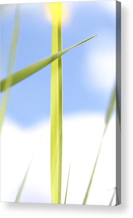 Abstract Acrylic Print featuring the photograph Fresh green grass by Ulrich Kunst And Bettina Scheidulin