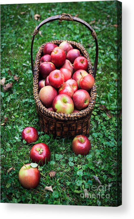 Food Acrylic Print featuring the photograph Fresh picked apples by Edward Fielding