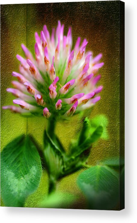Pink Clover Acrylic Print featuring the photograph Fresh Pink Clover by Michael Eingle