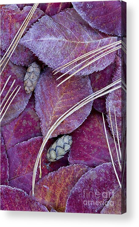 Fall Acrylic Print featuring the photograph Frosted Leaves by Alan L Graham