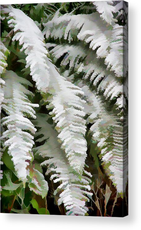 Ferns Acrylic Print featuring the photograph Frosty Ferns by Ron Roberts