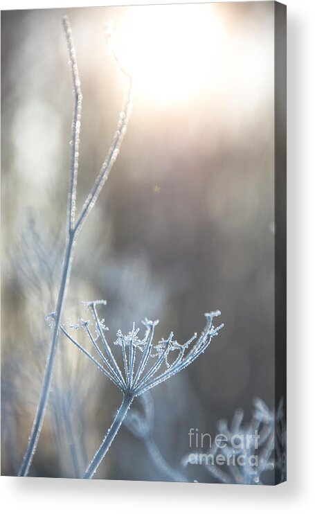 Queen Anne's Lace Acrylic Print featuring the photograph Frosty Queen Anne's Lace by Cheryl Baxter