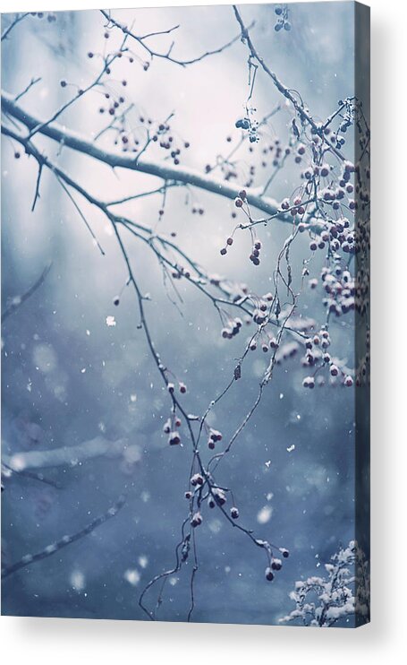 Snow Acrylic Print featuring the photograph Frozen In Time by Carrie Ann Grippo-Pike