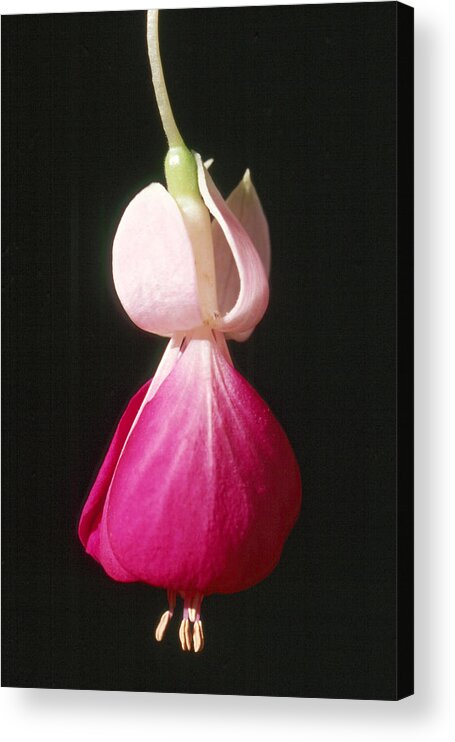 Fuchsia Acrylic Print featuring the photograph Fuchsia 1 by Andy Shomock