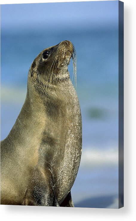Feb0514 Acrylic Print featuring the photograph Galapagos Sea Lion Coral Beach by Tui De Roy