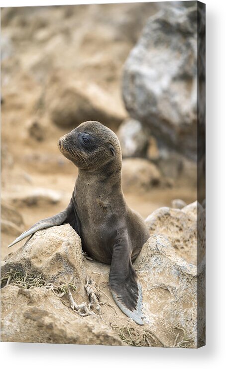 Tui De Roy Acrylic Print featuring the photograph Galapagos Sea Lion Pup Champion Islet by Tui De Roy