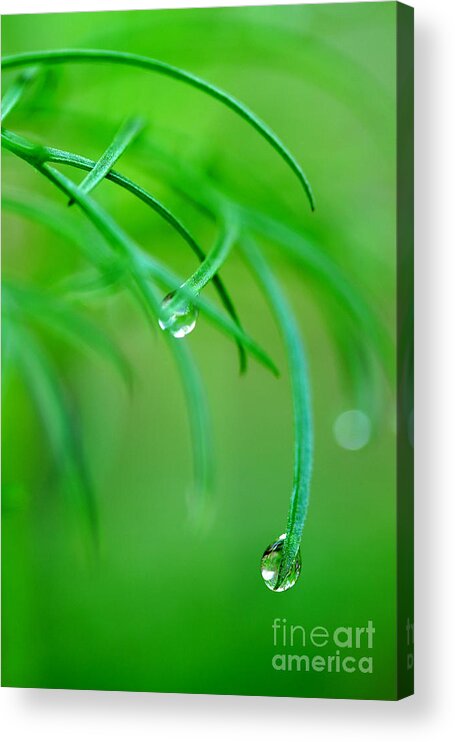 Dew Drops Acrylic Print featuring the photograph Garden Gifts by Michael Eingle