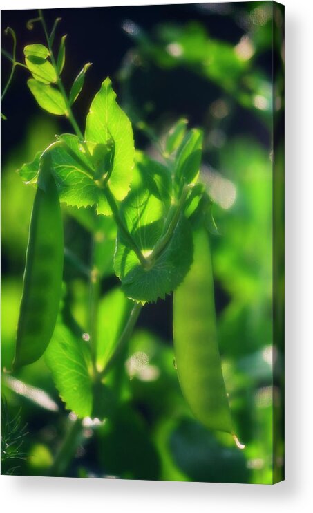 Garden Pea Acrylic Print featuring the photograph Garden Pea Plant (pisum Sativum) by Maria Mosolova/science Photo Library