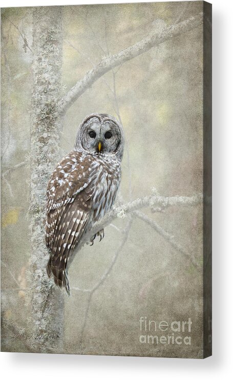 Bird Of Prey Acrylic Print featuring the photograph Guardian of the Woods by Beve Brown-Clark Photography