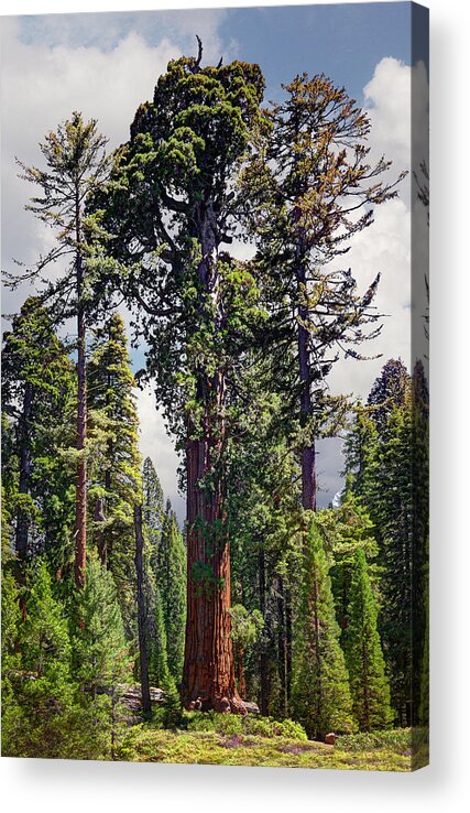 Sequoia Tree Acrylic Print featuring the photograph General Grant Sequoia Tree, Kings Canyon by Ed Freeman