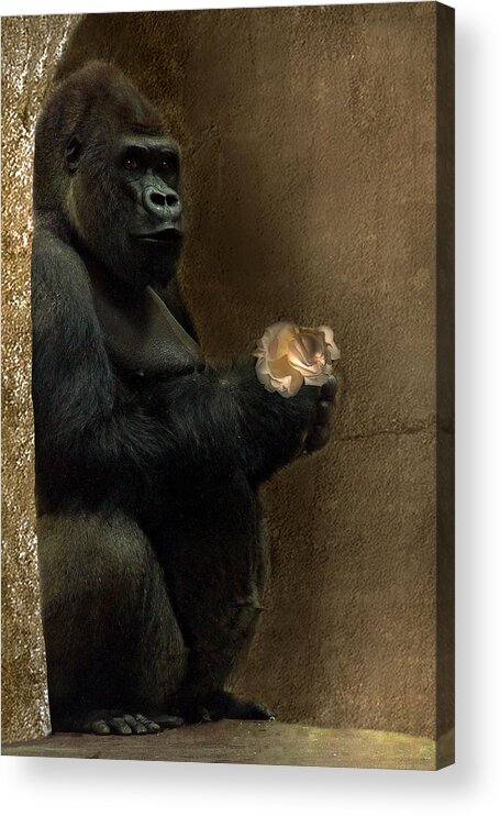 Gorilla Acrylic Print featuring the photograph Gentle Gorilla by Christine Sponchia