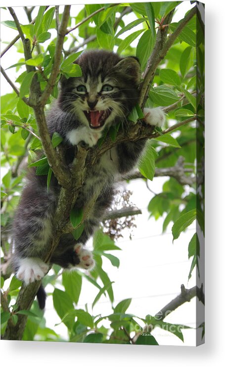Kitten Acrylic Print featuring the photograph Get me dooooooown by Tannis Baldwin