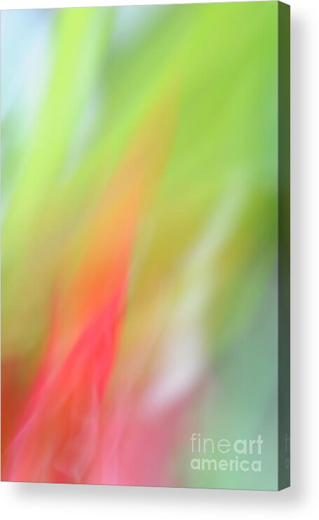 Flower Acrylic Print featuring the photograph Ginger Flower Abstract 2 by Catherine Lau
