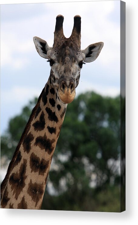 Giraffe Acrylic Print featuring the photograph Giraffe by Aidan Moran