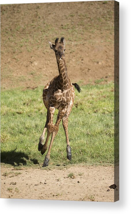 San Diego Zoo Acrylic Print featuring the photograph Giraffe Calf Running by San Diego Zoo