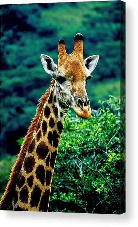 Giraffe Acrylic Print featuring the photograph Giraffe by Dennis Cox