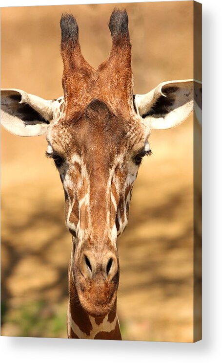Giraffe Acrylic Print featuring the photograph Giraffe by Elizabeth Budd