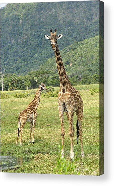 Thomas Marent Acrylic Print featuring the photograph Giraffe Mother And Calftanzania by Thomas Marent