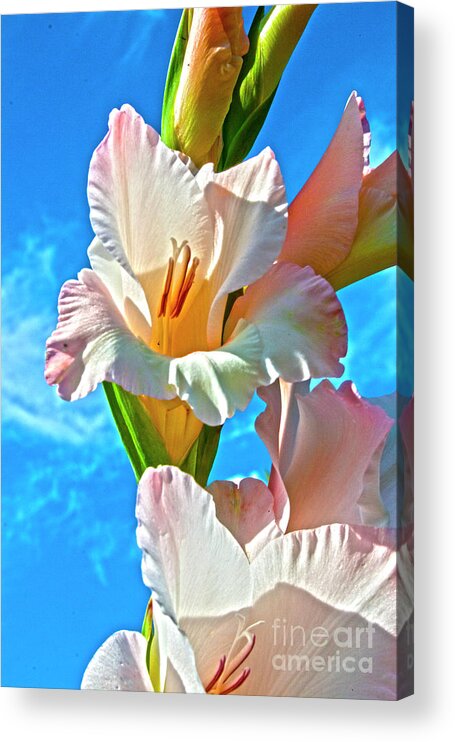 Gladiolus Acrylic Print featuring the photograph Gladiolus by Heiko Koehrer-Wagner