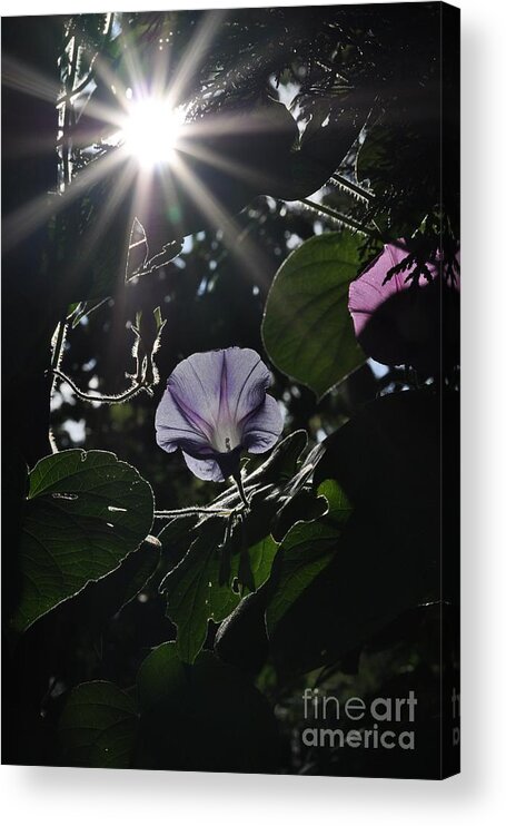 Morning Glory Acrylic Print featuring the photograph Glorious by Cheryl Baxter