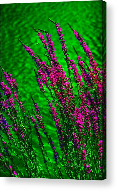 Flowers Acrylic Print featuring the photograph Go Green by Abbie Loyd Kern