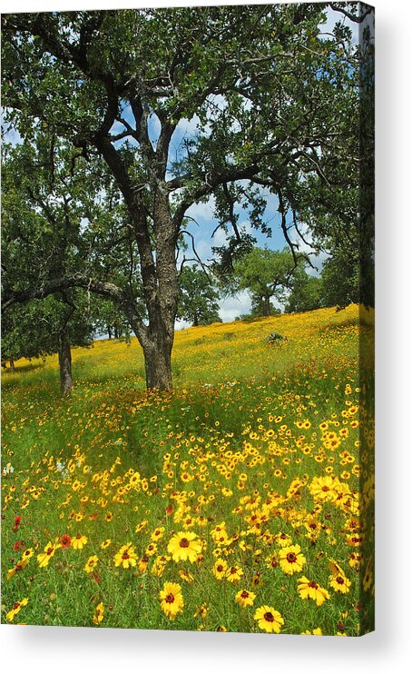 Wildflowers Acrylic Print featuring the photograph Golden Hillside by Robert Anschutz