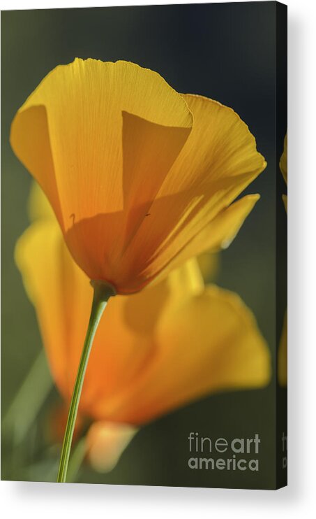 Poppies Acrylic Print featuring the photograph Golden Poppies #1 by Tamara Becker