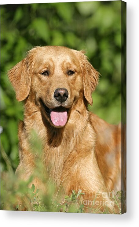 Dog Acrylic Print featuring the photograph Golden Retriever by Rolf Kopfle