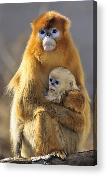 Feb0514 Acrylic Print featuring the photograph Golden Snub-nosed Monkey And Baby China by Konrad Wothe
