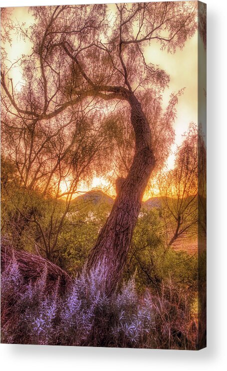 Tree Acrylic Print featuring the photograph Golden Tree at the Quartz Mountains - Oklahoma by Jason Politte