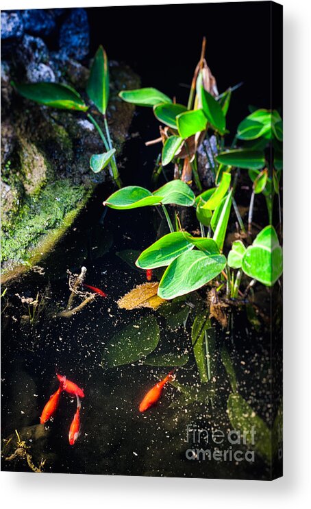 Aquatic Plant Acrylic Print featuring the photograph Goldfish in pond by Silvia Ganora