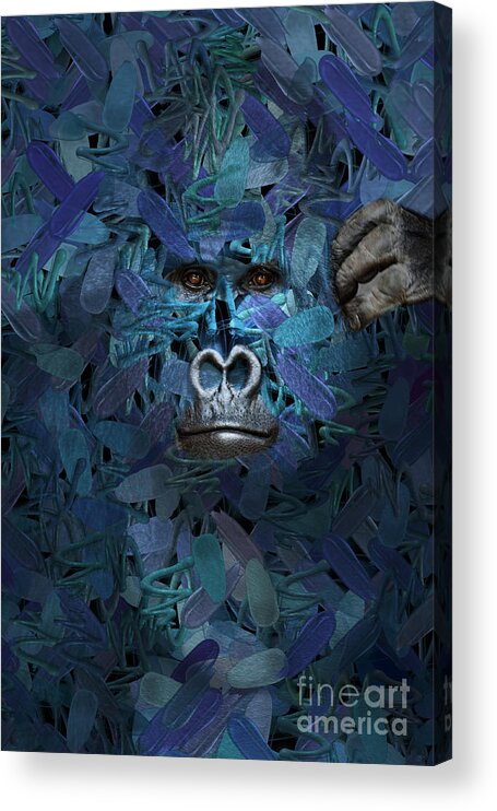 Gorilla Acrylic Print featuring the digital art Gorilla - Find Me Series by Aimelle Ml