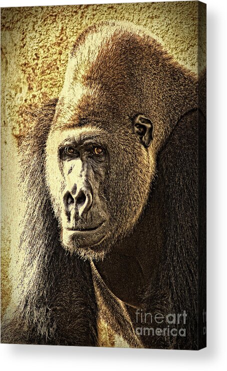 Gorilla Acrylic Print featuring the photograph Gorilla Portrait 2 by Heiko Koehrer-Wagner