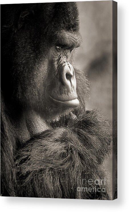 Gorilla Acrylic Print featuring the photograph Gorilla Poses IV by Norma Warden
