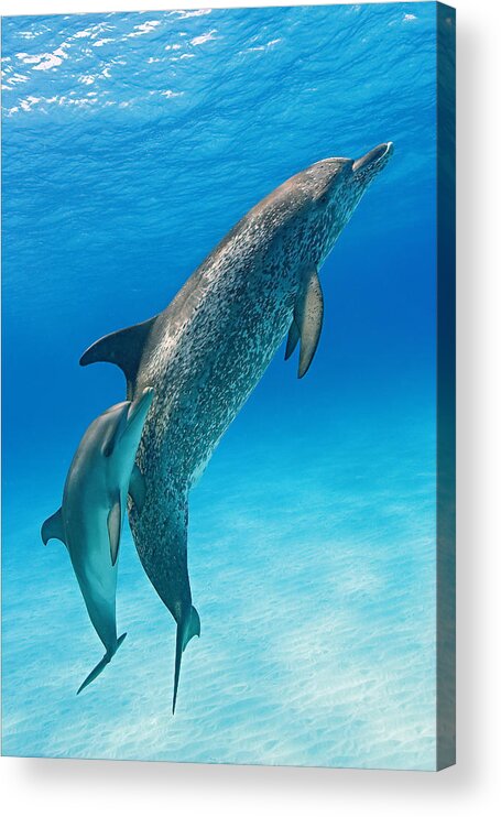 Atlantic Spotted Dolphin Acrylic Print featuring the photograph Grace by Aaron Whittemore