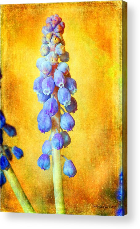 Grape Hyacinth Acrylic Print featuring the photograph Grape Hyacinth by Bellesouth Studio