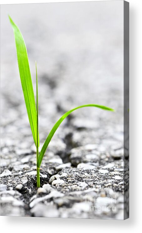 Grass Acrylic Print featuring the photograph Grass in asphalt by Elena Elisseeva