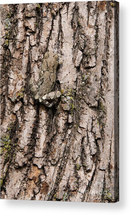 Tree Frog Acrylic Print featuring the photograph Gray Tree Frog by Stephen J Krasemann