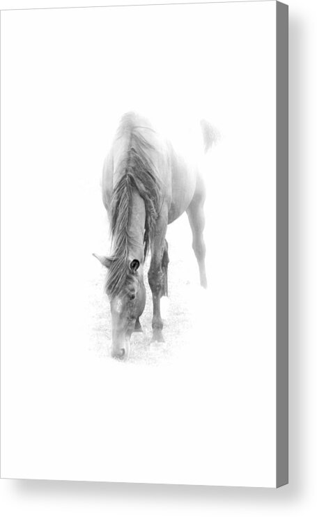 Horse Acrylic Print featuring the photograph Grazing by John Stuart Webbstock