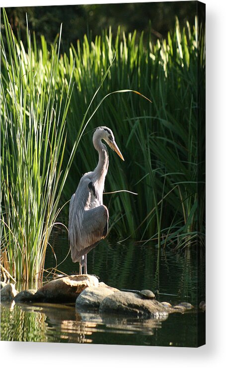 Great Blue Heron Acrylic Print featuring the photograph Great Blue Heron by Ellen Henneke