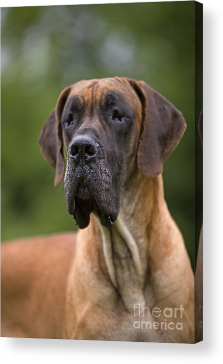 Great Dane Acrylic Print featuring the photograph Great Dane by Jean-Michel Labat