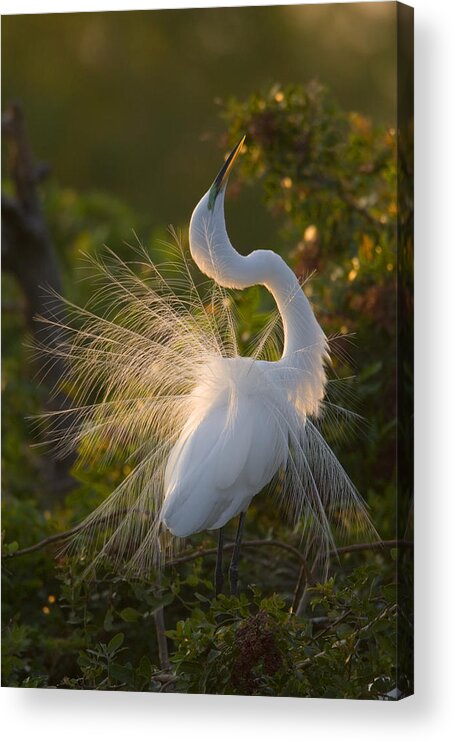 Feb0514 Acrylic Print featuring the photograph Great Egret Courting In Breeding by Tom Vezo