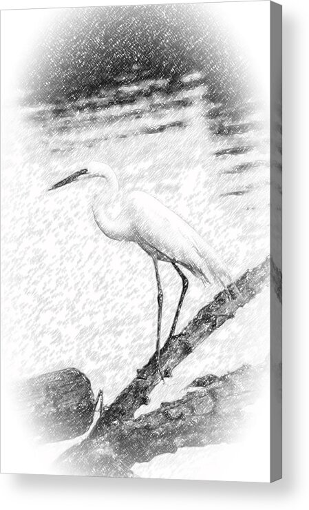 Ardea Acrylic Print featuring the photograph Great Egret Fishing Pencil Sketch by Patrick Wolf