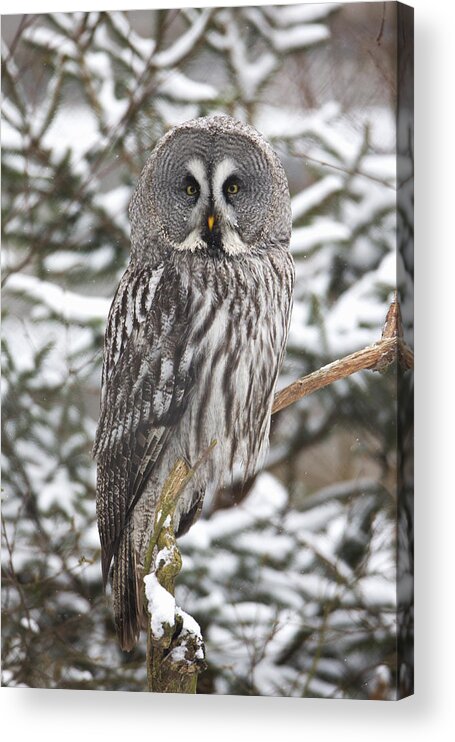 Feb0514 Acrylic Print featuring the photograph Great Gray Owl In A Tree Germany by Duncan Usher